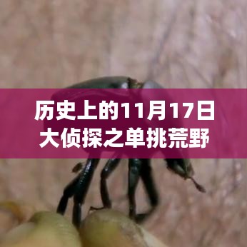 历史上的11月17日，大侦探挑战荒野的最新事件观点探讨
