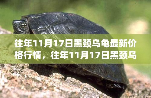 往年11月17日黑颈乌龟价格行情深度解析，市场走势与个人观点