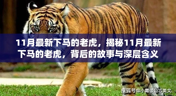 揭秘，11月最新落马高官背后的故事与深层含义