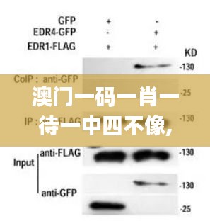 澳门一码一肖一待一中四不像,理论解答解释定义_官方版PIR4.31