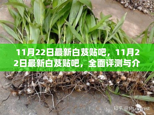 最新白芨贴吧全面评测与介绍，深度了解白芨的资讯与特点