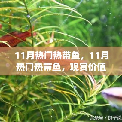 11月热门热带鱼的观赏价值与养殖挑战探讨