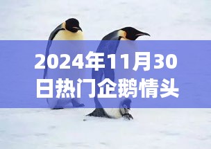 寻找内心平静的旅程，企鹅情头与美景之旅