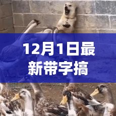 背后的故事