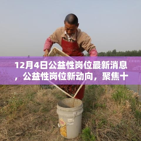 聚焦十二月四日，公益性岗位最新动态与动向消息