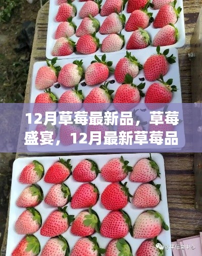 12月草莓盛宴，尝鲜正当季，探索最新草莓品种