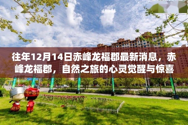 往年12月14日赤峰龙福郡最新动态，心灵觉醒与惊喜之旅