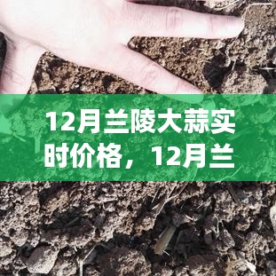 12月兰陵大蒜实时价格及市场走势分析与预测
