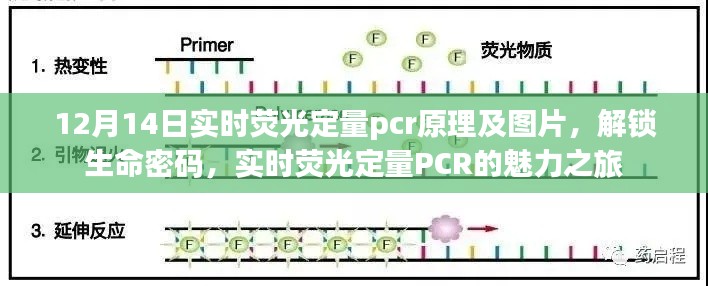 实时荧光定量PCR，揭秘生命密码的魅力之旅（附原理图解及图片）