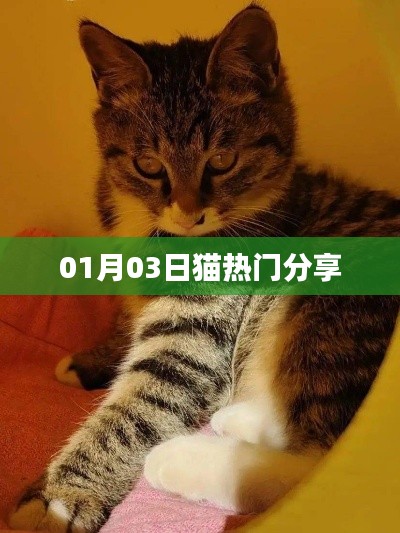 猫热门分享，最新动态一网打尽