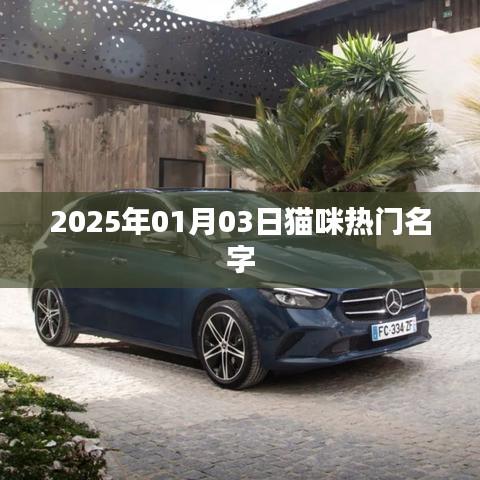 2025年猫咪热门名字榜单揭晓