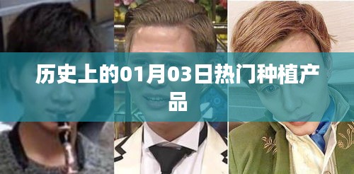 热门种植产品的历史一月三日回顾