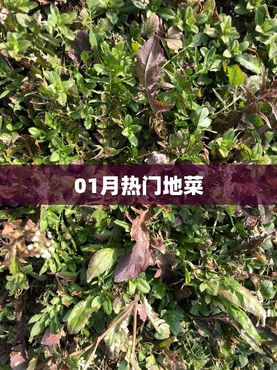 精选，一月热门地方特色菜尝鲜指南