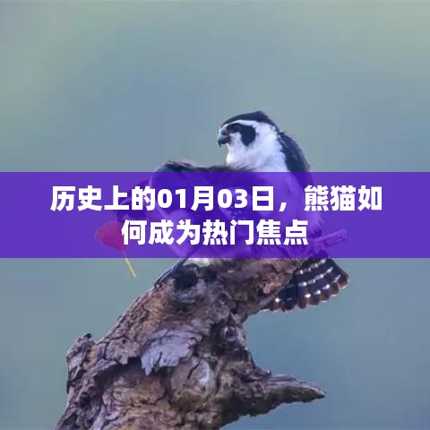 熊猫成为热门焦点的历史时刻，一月三日回顾