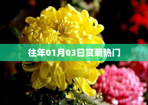 赏菊盛事，历年一月初三盛况回顾