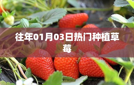 草莓种植热潮，历年一月三日盛况回顾