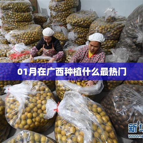 广西一月份热门种植作物推荐