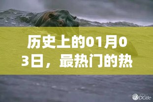 探秘热门热带鱼皮球鱼，历史上的1月3日之旅