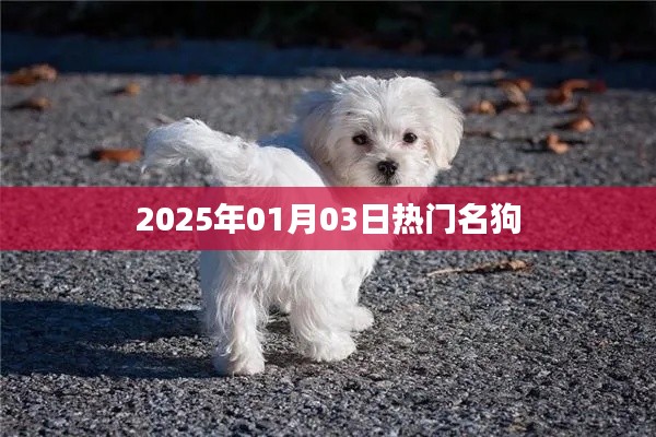 2025年热门名狗盘点