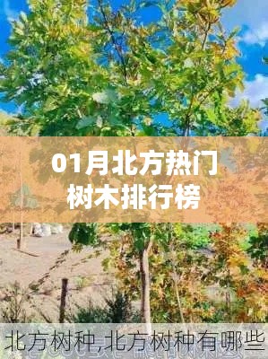 北方热门树木排行榜揭晓