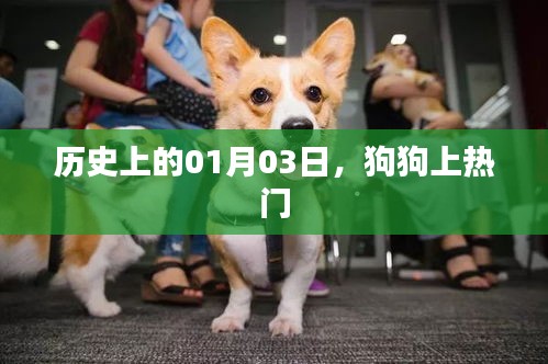 狗狗上热门，历史上的今天揭秘