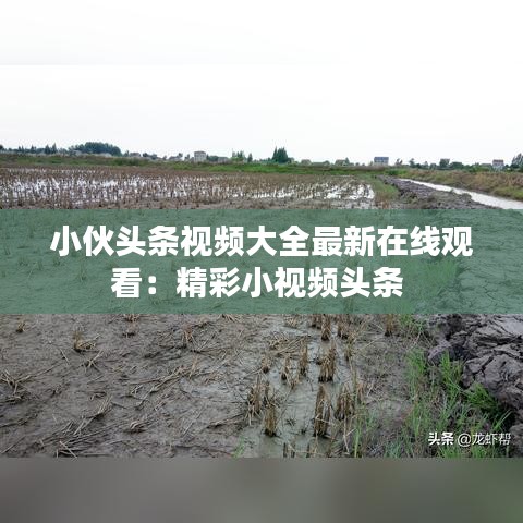小伙头条视频大全最新在线观看：精彩小视频头条 
