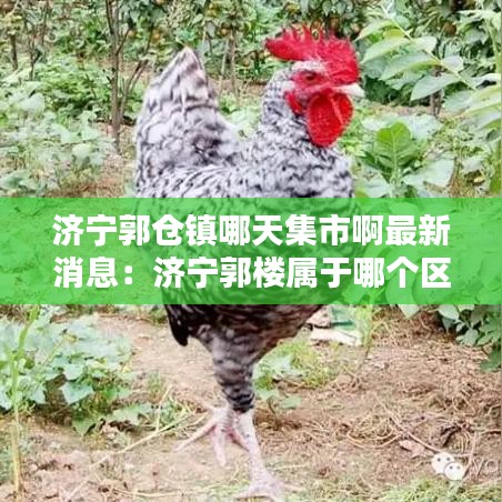 济宁郭仓镇哪天集市啊最新消息：济宁郭楼属于哪个区 