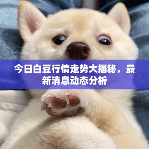 今日白豆行情走势大揭秘，最新消息动态分析