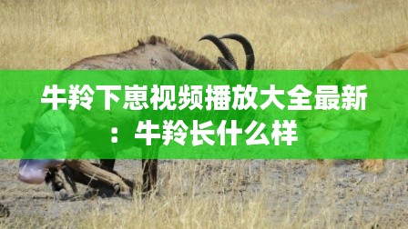 牛羚下崽视频播放大全最新：牛羚长什么样 