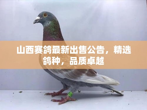 山西赛鸽最新出售公告，精选鸽种，品质卓越