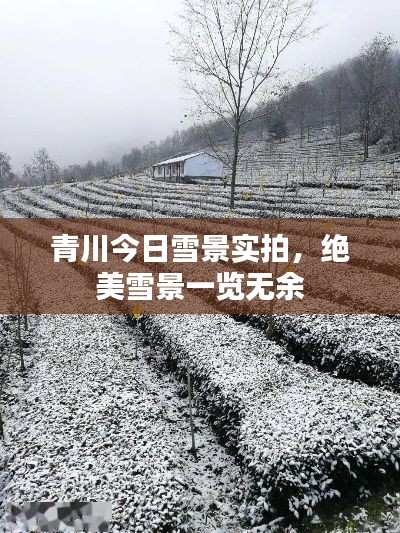 青川今日雪景实拍，绝美雪景一览无余