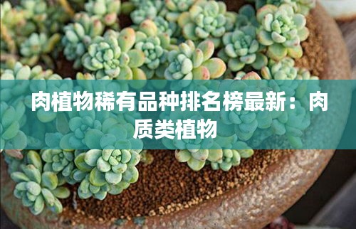 肉植物稀有品种排名榜最新：肉质类植物 