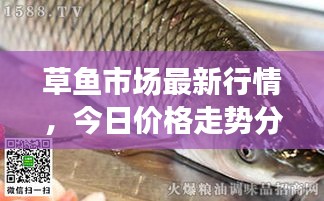 草鱼市场最新行情，今日价格走势分析，市场趋势及影响因素探讨