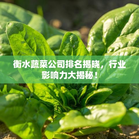 衡水蔬菜公司排名揭晓，行业影响力大揭秘！