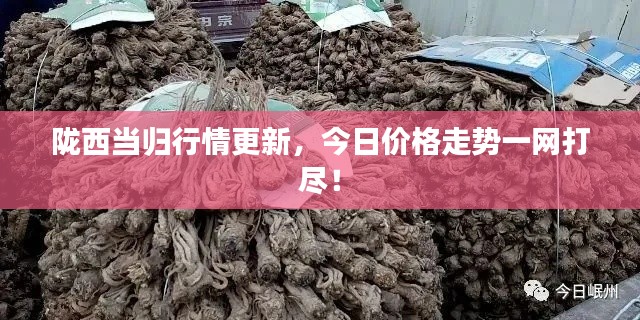 陇西当归行情更新，今日价格走势一网打尽！