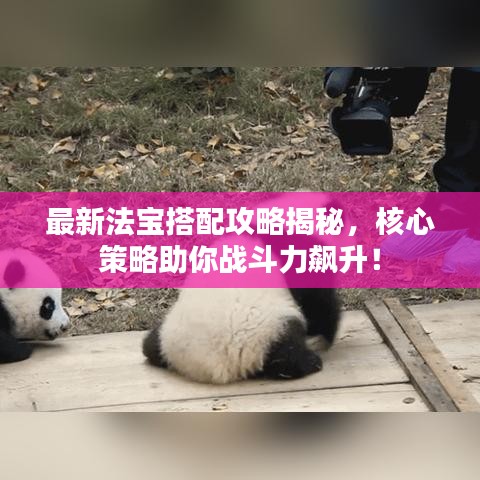 最新法宝搭配攻略揭秘，核心策略助你战斗力飙升！