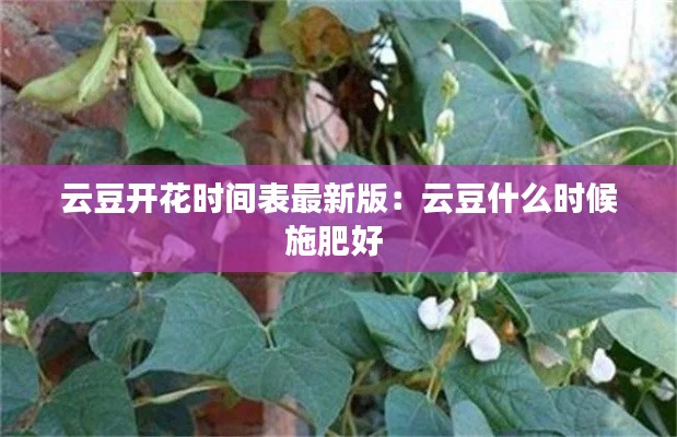 云豆开花时间表最新版：云豆什么时候施肥好 