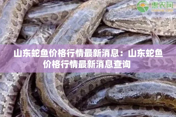 山东蛇鱼价格行情最新消息：山东蛇鱼价格行情最新消息查询 