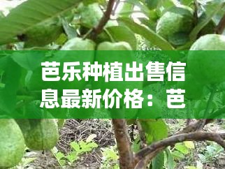 芭乐种植出售信息最新价格：芭乐最新品种 