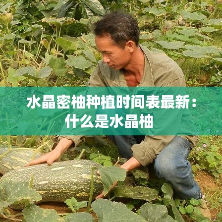 水晶密柚种植时间表最新：什么是水晶柚 