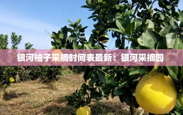 银河柚子采摘时间表最新：银河采摘园 
