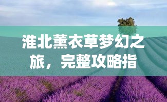 淮北薰衣草梦幻之旅，完整攻略指南