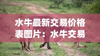 水牛最新交易价格表图片：水牛交易市场视频 