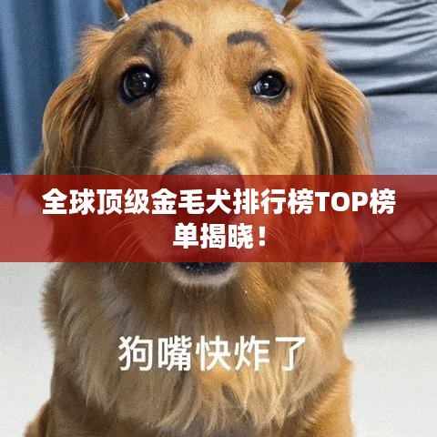 全球顶级金毛犬排行榜TOP榜单揭晓！