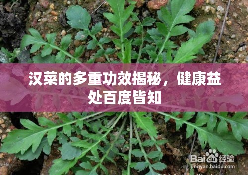 汉菜的多重功效揭秘，健康益处百度皆知