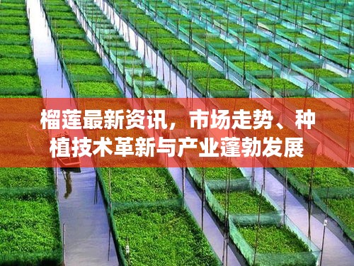 榴莲最新资讯，市场走势、种植技术革新与产业蓬勃发展