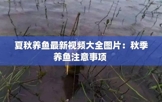 夏秋养鱼最新视频大全图片：秋季养鱼注意事项 