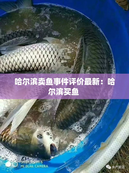 哈尔滨卖鱼事件评价最新：哈尔滨买鱼 