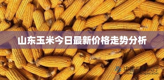 衣不重彩 第2页