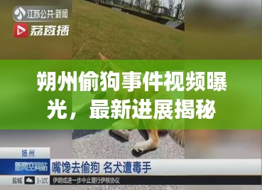 朔州偷狗事件视频曝光，最新进展揭秘